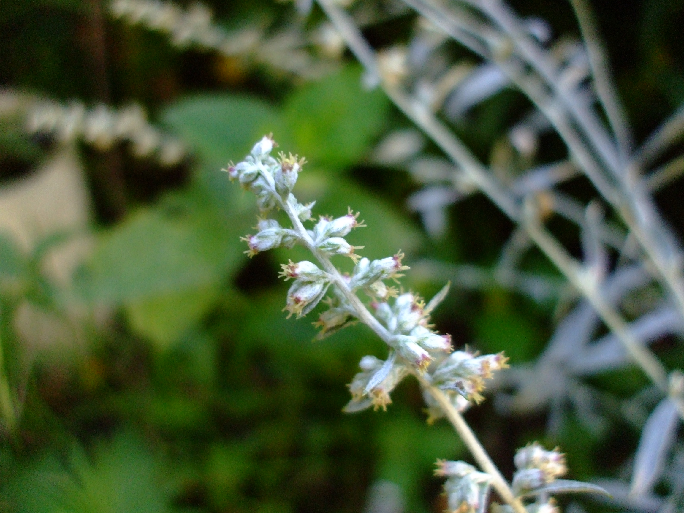 Artemisia ludoviciana